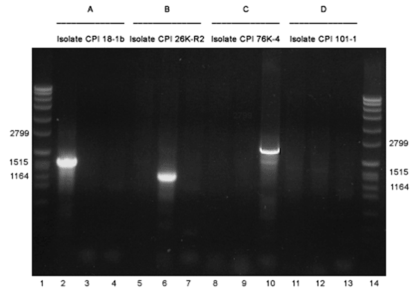 PCR analysis determining the genotype of enterotoxin gene–carrying Clostridium perfringens type A isolates obtained from healthy persons. All 4 strains are studied with 3 different primer sets, described in Table 1. For A, B, C and D, the isolate represents genotype IS1470-like-cpe, IS1151-cpe, IS1470-cpe, or unknown genotype, respectively.