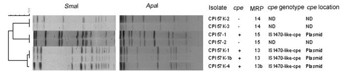 Pulsed-field gel electrophoresis analysis and determination of the cpe genotype of Clostridium perfringens isolates obtained from a healthy person. ND, not determined.