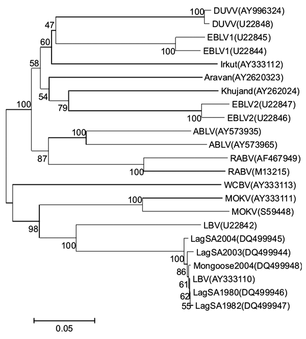 Neighbor-joining phylogenetic tree comparing nucleotide sequences of the entire nucleoprotein gene (1,350 nt) of a new Lagos bat virus (LBV) isolate from a mongoose in South Africa (Mongoose2004) and representative sequences of all other genotypes of lyssaviruses. Branch lengths are drawn to scale, and bootstrap values for 1,000 replicates are shown for the nodes. Accession numbers for all sequences available from GenBank and full-length nucleoprotein sequences of other LBV isolates from South A