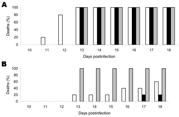 Pathogenicity of genotype 2 (LBVSA2004 [white bars] and Mongoose2004 [black bars]) and genotype 1 (gray bars) lyssaviruses in mice. Results are percentages of dead animals observed for a specific period. Mice were observed for 56 days, but no deaths occurred after 18 days. A) Deaths after intracerebral injection of 103 50% lethal doses (LD50). B) Deaths after intramuscular injections of 105 LD50.