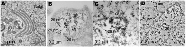 Transmission electron microscopy of uninfected and infected cell cultures from the second infection trial. A) Uninfected cells showing normal internal membrane organelles. B) Suspect 29-nm particles in cells, viruses from cell culture lysate from the first infection trial (P1). C) Stool sample flag2 (P0) and D) stool sample 149 (P0) showing numerous 29-nm particles and internal rearrangement of membrane-bound organelles.