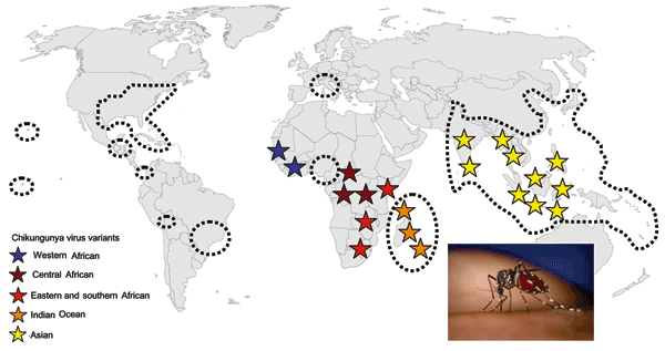 Estimated global distribution of Aedes albopictus (areas enclosed in dotted lines) and distribution of chikungunya virus (stars) from western Africa to southeastern Asia, including the Indian Ocean variant responsible for the 2006 outbreak. The color of the stars reflects the main evolutionary lineages shown in Figure 3. Ae. albopictus photograph courtesy of James Gathany, Centers for Disease Control and Prevention.
