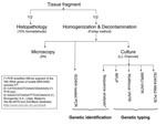 Thumbnail of Flowchart of performed tests. ZN, Ziehl-Neelsen staining; LJ, Löwenstein-Jensen medium, charcoal medium, LJ; Middlebrook 7H11 acidified with phosphoric acid, supplemented with sheep blood and charcoal; RFLP, restriction fragment length polymorphism; VNTR, multilocus variable-number of tandem repeats; MIRU, mycobacterial interspersed repetitive unit (MIRU)-VNTR.