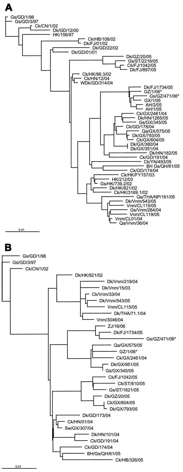 Phylogenetic relationships of representative H5N1 influenza virus strains and patient and animal cage isolates (indicated by asterisks) used in this study. A) Hemagglutinin gene (nt positions 29–1650). B) Neuramidase gene (nt positions 28–1323). Gs, goose; GD, Guangdong; Ck, chicken; CN, People's Republic of China; Dk, duck; HK, Hong Kong; HB, Hebei; FJ, Fujian; GZ, Guangzhou; ST, Shantou; HN, Hunan; WDK, wild duck; GX, Guangxi; AH, Anhui; Qa, quail; YN, Yunnan; BH Gs, brown-headed goose; QH, Qi