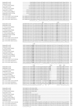Thumbnail of CLUSTAL W multiple alignment of 9 Israeli tickborne relapsing fever sequences (bold letters indicate variable amino acid positions as shown in Table 2). The GenBank accession numbers for nucleotide sequences of Borrelia persica flaB shown here are as follows: HumanBloodFL1 (DQ673617), HumanBloodC1015B (DQ679904), OtholozaniCBkc7 (DQ679905), HumanBlood1 (DQ679906), HumanBlood2 (DQ679907), HumanBlood3 (DQ679908), HumanBlood4 (DQ679909), OtholozaniTG52 (DQ679910) and OtholozaniTGd1 (DQ