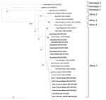 Thumbnail of Phylogenetic tree, based on 400 nucleotides of the nucleoprotein gene (10), showing the relationship between rabies virus isolates in this study from humans (in boldface) and animals (underlined), and other representative isolates; GenBank accession nos. are in brackets. Bootstrap values &gt;70% are considered significant and are included within the figure. The Africa 1, 2, 3, and 4 genotypes are within rabies virus genotype 1 (13).