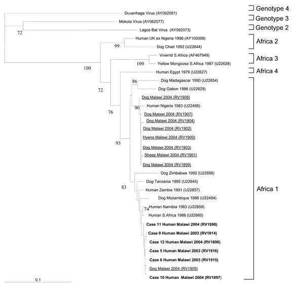 Phylogenetic tree, based on 400 nucleotides of the nucleoprotein gene (10), showing the relationship between rabies virus isolates in this study from humans (in boldface) and animals (underlined), and other representative isolates; GenBank accession nos. are in brackets. Bootstrap values &gt;70% are considered significant and are included within the figure. The Africa 1, 2, 3, and 4 genotypes are within rabies virus genotype 1 (13).