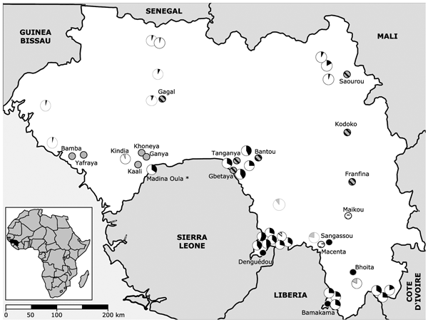 Map of Guinea showing the location of the 18 trapping sites (small circles). Sites where only Mastomys erythroleucus or M. natalensis were trapped are shaded in gray and black, respectively. Sites where both species were captured are hatched, and sites where no Mastomys were caught are marked with a dash. The human Lassa virus seroprevalence in these areas is indicated by the size of the sectors of the larger circles shaded black (11), gray (12), or hatched (13). The asterisk denotes the Madina 