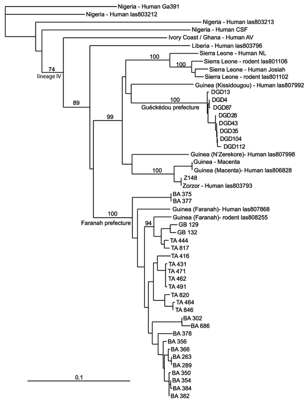 Phylogenetic relationships of Lassa virus strains based on a nucleoprotein gene fragment (631 bp) determined by using the neighbor-joining method. The numbers above branches are bootstrap values &gt;50% (1,000 replicates). Scale bar indicates 10% divergence. Localities are indicated by the specimen label: DGD (Denguédou), BA (Bantou), GB (Gbetaya), and TA (Tanganya).