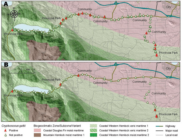 Distribution of positive and negative environmental samples for a systematic sampling along a 35-km traffic corridor traversing National Topographic System of Canada grids 092F/06 and 092F/07, highlighting transience of Cryptococcus gattii isolations. A) Sites of initial samples, collected in October 2004. B) Positive sites that were resampled in June 2005.