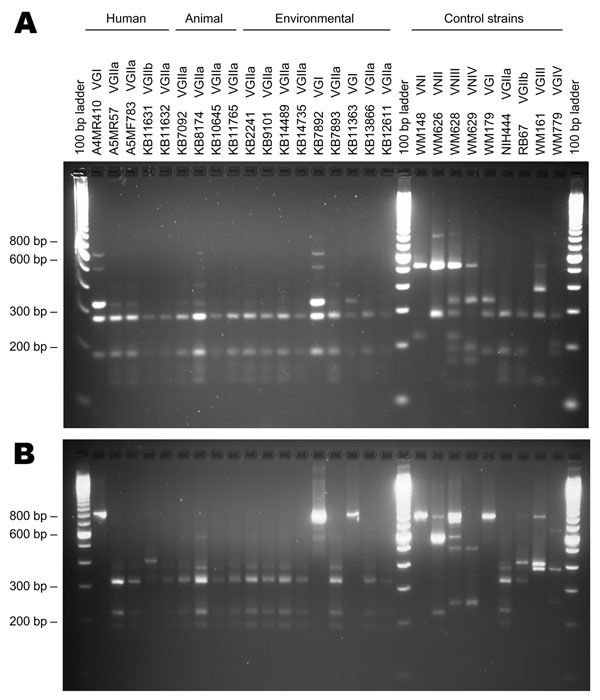 URA5–restriction fragment length polymorphism (RFLP) profiles for selected human, animal, and environmental Cryptococcus gattii isolates. A) URA5-RFLP to determine the molecular type using Hha I and Sau96 I endonucleases (14). B) URA5-RFLP to confirm molecular type and determine VGII subtype, using Hha I, Dde I, and BsrG I endonucleases.