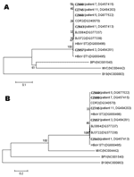 Thumbnail of Phylogenetic analysis of the complete VP1 nucleotide (A) and amino acid (B) sequences of human bocavirus (HBoV). Phylogenetic trees were constructed by the neighbor-joining method by using MEGA 3.1 (www.megasoftware.net), and bootstrap values were determined by 1,000 replicates. Viral sequences in boldface were generated from the present study, and other reference sequences were obtained from GenBank. Bootstrap values are shown at each branching point. The sequences generated from t