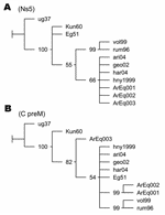 Thumbnail of Phylogenetic trees of West Nile virus (WNV) nucleotide sequences. Maximum parsimony trees were obtained with TNT software (6). Values of jackknifing support are indicated at nodes. GenBank accession nos. ArEq001, ArEq002, and ArEq003: DQ537383, DQ537385, and DQ811782 (fragments NS5), DQ537382, DQ537384, and DQ811783 (fragments c/prM); ug37: M12294; vol99: AF317203, ari04: DQ164201; geo02: DQ164196; har04: DQ164206; hny1999: AF202541; Kun60: D00246; rum96: AF260969; Eg51:AF260968. A)