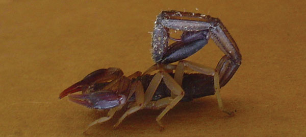 Scorpion found within the base camp hospital. Photo by R.T. Foster, Sr.