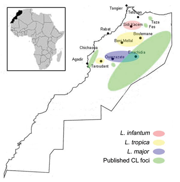 Molecular epidemiology of cutaneous leishmaniasis in Morocco. L., Leishmania.