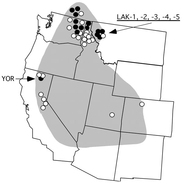 Western United States showing the approximate endemic range of tickborne relapsing fever associated with Ornithodoros hermsi and the localities of origin for the 37 Borrelia hermsii isolates included in this study. Genome group I (GGI) isolates are shown by open circle; GGII isolates are shown by filled circle. Localities of 6 isolates discussed in detail are indicated with arrows.