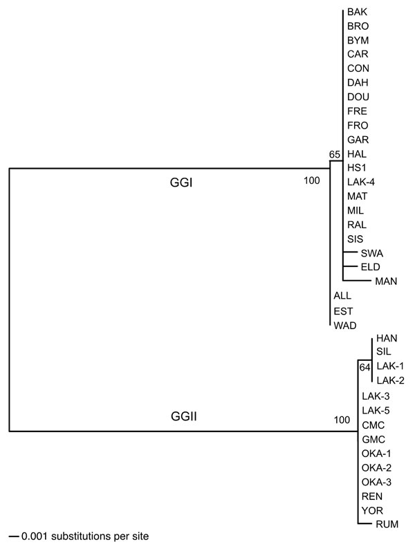 Phylogram of the intergenic spacer sequences of 37 Borrelia hermsii isolates. The tree was constructed with ClustalV and the neighbor-joining method with 1,000 bootstrap replicates. Numbers at the nodes are the percentages of bootstraps that supported this pattern. The scale bar for the branch lengths represents the number of substitutions per site. An unrooted tree is shown because a gap in the alignment with B. turicatae resulted in the removal of a polymorphic site in some GGII isolates of B.