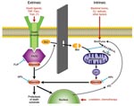 Thumbnail of Apoptotic pathways of cell death. The extrinsic pathway is mediated by a variety of death receptor ligands, including tumor necrosis factor (TNF) and Fas ligand (FaSL), that trigger apoptosis by binding to cell surface receptors. In the intrinsic pathway, several adverse factors act upon mitochondria to cause loss of the mitochondrial membrane potential, resulting in leakage into the cytosol of cytochrome C (Cyto C), which together with apoptotic protease activating factor 1 forms t