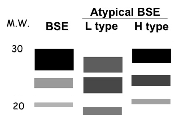 Representation of Western blots of PrPTSE patterns of typical bovine spongiform encephalopathy (BSE) and the 2 major types of atypical BSE. M.W., molecular weight in kilodaltons; L type, atypical "light" pattern; H type, atypical "heavy" pattern.