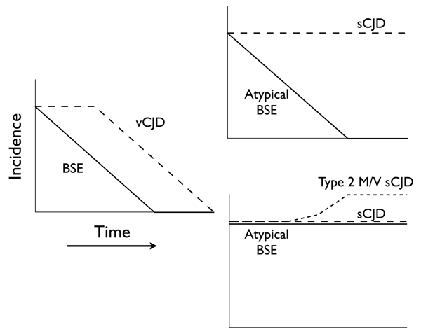 Diagram of 2 possible informative trends in the incidence of bovine spongiform encephalopathy (BSE) and Creutzfeld-Jakob disease (CJD). The left panel shows the likely trends of typical BSE and variant CJD (vCJD). The right upper panel shows 1 possible pair of trends of atypical BSE and sporadic CJD (sCJD) that might occur in conjunction with the typical BSE/vCJD trends, and would be consistent with the interpretation that atypical BSE is not sporadic and is not related to sCJD. The right lower 