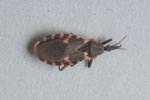 Thumbnail of Male Triatoma sanguisuga.