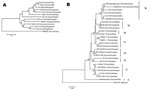 Thumbnail of A) Phylogenetic tree constructed from deduced amino acid sequences of the VP7 gene of animal and human G5 rotaviruses. Strain 4695G5, an equine G3 strain, was used as an outgroup. Bootstrap values are expressed as percentages. Bootstrap value &lt;50 is not shown. Strain KH210 clustered with the human G5 rotavirus from Cameroon (MRC3105) and other G5 rotaviruses of porcine origin from Australia and Argentina. The Brazilian human isolate of G5 rotavirus clustered with G5 rotaviruses of porcine and equine origin. Species of origin followed by country of isolation is shown in parentheses after the strain name. B) Phylogenetic tree constructed from the deduced amino acid sequences of the VP8* gene of rotaviruses representing all P[6] lineages. Strain OSU was used as an outgroup. Bootstrap values are expressed as percentages. A bootstrap value &lt;50 is not shown. Strains KH210 and KH228 clustered with lineage Ic. Species of origin followed by country of isolation is shown in parentheses after the strain name. Scale bar shows genetic distance expressed as amino acid substitutions per site.