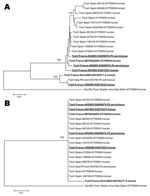 Thumbnail of Phylogenetic trees based on nucleotide (A) and amino acid (B) sequences in the nucleoprotein gene of phleboviruses within the species Sandfly fever Naples virus. Sequence information corresponds to virus/country of origin/strain/GenBank accession no/host. Sequences representing French TOSV are in boldface. Sequences determined in this study are underlined. Sequence alignment was achieved with ClustalX 1.81 with sequences from other phleboviruses retrieved from GenBank. Accession num