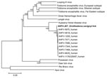 Thumbnail of Phylogenetic analysis of AHFV-JE7 (shown in boldface) detected in an Ornithodoros savignyi tick and homologous sequences of related mammalian tickborne flaviviruses based on colinearized nucleotide sequences. Distances and groupings were determined by the p-distance algorithm and neighbor-joining method. Bootstrap values are indicated and correspond to 500 replications. Rio Bravo and Apoi viruses were used to root the tree. The scale bar at the lower left indicates a genetic distanc