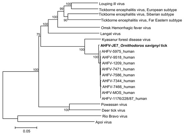 Phylogenetic analysis of AHFV-JE7 (shown in boldface) detected in an Ornithodoros savignyi tick and homologous sequences of related mammalian tickborne flaviviruses based on colinearized nucleotide sequences. Distances and groupings were determined by the p-distance algorithm and neighbor-joining method. Bootstrap values are indicated and correspond to 500 replications. Rio Bravo and Apoi viruses were used to root the tree. The scale bar at the lower left indicates a genetic distance of 0.05-nt