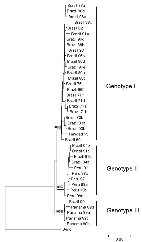 Comparative small (S) RNA phylogenetic tree constructed by using the neighbor-joining method for Oropouche virus strains isolated in Parauapebas and Porto de Moz, Pará State, Brazil. Bootstrap values were placed over the 3 nodes for each main group (I, II, and III). Aino virus S RNA sequence was used as an outgroup. Scale bar indicates a divergence of 5% in the nucleotide sequence.