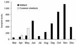 Thumbnail of Seasonal variation in the number of sampled mallards (black bars) and common shelducks (open bars). Data from 2002–2005 have been pooled.