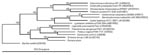 Thumbnail of Phylogenetic position of the Romans strain within the Gamma Proteobacteria, determined by using Jukes-Cantor evolutionary distance calculation and neighbor-joining tree method. Bootstrap values (based on 500 steps) are indicated. GenBank accession no. of 16S rRNA gene of each bacterial species is indicated in parentheses.