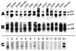 Thumbnail of A) Western blot (WB) results based on chimpanzee (cpz) simian foamy virus (SFV) antigens. B) WB results based on monkey simian foamy virus antigens originating from participant AG16. C) Example of sero-indeterminate samples (lanes 1–7) and negative samples (lanes 8–13), detected by cpzSFV WB. Last lane (POS cpz), serum from an SFV-positive chimpanzee.
