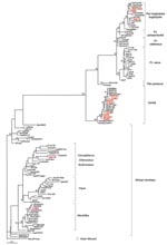 Thumbnail of Phylogenetic tree generated on a 425-bp fragment of the integrase simian foamy virus (SFV) gene. The 13 new SFV sequences described in this study are shown in red. Numbers at each node indicate the percentage of bootstrap samples (1,000 replicates); only values &gt;60% are shown. The branch lengths are drawn to scale with the bar indicating 0.1-nt replacement per site. The tree was rooted by using the Asian Macaca mulatta (MmuSFVmac) sequence.