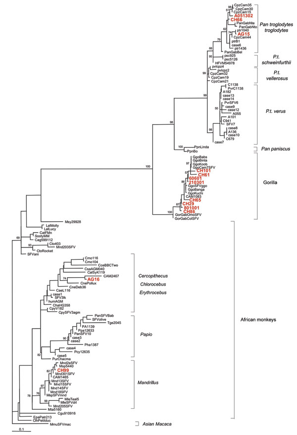 Phylogenetic tree generated on a 425-bp fragment of the integrase simian foamy virus (SFV) gene. The 13 new SFV sequences described in this study are shown in red. Numbers at each node indicate the percentage of bootstrap samples (1,000 replicates); only values &gt;60% are shown. The branch lengths are drawn to scale with the bar indicating 0.1-nt replacement per site. The tree was rooted by using the Asian Macaca mulatta (MmuSFVmac) sequence.