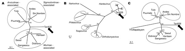 Maximum likelihood phylogenetic analysis of hantaviruses showing the phylogenetic placement of Tan826 (Tanganya virus, indicated by arrow) based on partial L segment nucleotide (A) and amino acid (B) sequences and partial S segment amino acid sequences (C); GenBank accession nos. EF050454 and EF050455, respectively. The values near the branches represent PUZZLE support values (4) calculated from 10,000 puzzling steps; only values ≥70% are shown. The scale bar indicates an evolutionary distance o