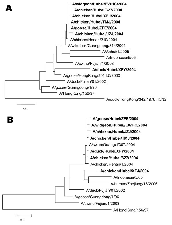 Phylogenetic relationship of various avian influenza virus (H5N1) isolates based on the nucleotide sequences of the A) hemagglutinin and B) neuraminidase genes. Boldface indicates strains isolated in this study.
