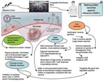 Thumbnail of Spreading mode of influenza A (H5N1) viruses and efforts to make better vaccines for potential pandemic. ARDS, acute respiratory distress syndrome.