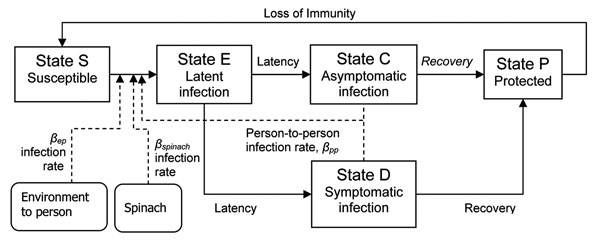 Conceptual model for disease transmission. Solid lines represent movement of persons between epidemiologic states; dotted lines represent routes of exposure.
