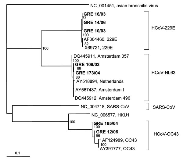 Phylogenetic tree based on a 400-bp genome fragment of the polymerase gene of coronaviruses, including sequences from the present study (in boldface). Numbers at nodes represent the percentage of 100 bootstrap replicates that contained the cluster distal to the node. Bootstrap values &gt;60% are indicated. HCoV, human coronavirus; SARS, severe acute respiratory syndrome.