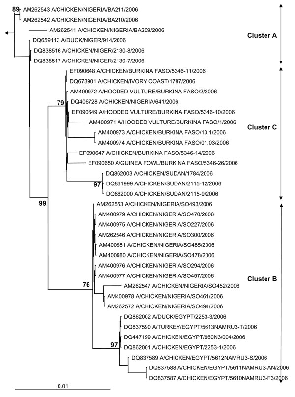 Phylogenetic tree for the hemagglutinin (HA) gene of African influenza A (H5N1) strains. The maximum likelihood method was used with 100 bootstraps and 3 jumbles (DNA-ML, Phylip version 3.6) to construct a tree for HA1 nucleotide sequences. Bootstrap values of major nodes are shown. The arrow points to the outgroup strain, A/goose/Guangdong/96. As detailed in the text, cluster C regroups highly pathogenic avian influenza (H5N1) strains from Burkina Faso, northern Nigeria, Sudan, and Côte d'Ivoire; cluster A regroups strains from a southwestern Nigerian farm (coded BA) and Niger; and cluster B regroups strains from a southwestern Nigerian farm (coded SO) and Egypt. The scale bar represents ≈1% of nucleotide changes between close relatives.