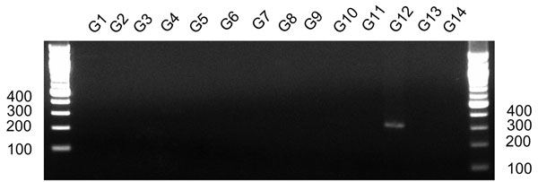 Detection after electrophoresis on a 2% agarose gel of the PCR amplification product with a primer pair G12F and G12R. The prototype rotavirus strain for each G serotype was as follows; G1, Wa; G2, KUN; G3, MO; G4, ST3; G5 OSU; G6, NCDV; G7, PO-13; G8, MW33; G9, 95H115; G10, B223; G11, YM; G12, L26; G13, L338; and G14, FI23. The first and last lanes show molecular mass markers in basepairs.