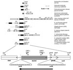 Thumbnail of Genetic context of various insertion element common region (ISCR2) elements. Schematic of various GenBank sequences that harbor the ISCR2 element. Open reading frames (ORFs) are depicted as open boxes with the direction of transcription of the various ORF indicated with arrows. The ORF of the ISCR2 transposase is highlighted, and the limits of the ISCR2 element are shown with vertical lines. The ISCR2 element consists of an ORF of 1491 bp together with ≈120 bp of upstream sequence and ≈240 bp of downstream sequence. The ISCR2 element identified in this study associated with the floR resistance gene is amplified to show primer sites and positions of the putative oriIS and terIS of the ISCR2 element. The bold arrow indicates the direction of rolling circle replication of the ISCR2 element. GenBank accession numbers of the various sequences are indicated. P., Pasteurella; A., Aeromonas; S. enterica, Salmonella enterica; S. maltophilia, Stenotrophomonas maltophila. *This study.