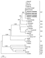 Thumbnail of Phylogenetic analysis of sapovirus capsid sequences (≈300 nt) showing the different genogroups and clusters. Numbers on each branch indicate bootstrap values for the genotype. Bootstrap values of ≥950 were considered statistically significant for the grouping. The scale represents nucleotide substitutions per site. GenBank accession nos. for the reference strains are as follows: Arg39, AY289803; C12, AY603425; Chiba/010598F, AJ412825; Chiba000496F, AJ412800; Cruise ship, AY289804; Ehime643, DQ366345; Ehime1107, DQ058829; Houston27, U95644; Manchester, X86560; Mc2, AY237419; Mc10, AY237420; Mex340, AF435812; Parkville, U73124; Cowden, AF182760; Potsdam, AF294739; Sapporo, U65427; Stockholm, AF194182; SW278, DQ125333; water samples, DQ915088–DQ915094; and Yokote, AB253740. Boldface represents sequences detected in this study.
