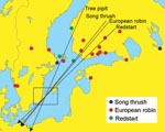 Thumbnail of Autumn migration directions (arrows) of tree pipits (Anthus trivialis), robins (Erithacus rubecula), redstarts (Phoenicurus phoenicurus), and song thrushes (Turdus philomelos) banded in southeastern Sweden (area indicated by a square) and recovered within 60 days. Directions: Tree pipit, 203.6º, mean vector length = 0.993, n = 10; robin, 220.5º, mean vector length = 0.928, n = 293; redstart, 225.9º, mean vector length = 0.975, n = 52; and song thrush, 218.8º, mean vector length = 0.947, n = 117. Recovery sites of birds banded in southeastern Sweden and reported from areas north of the banding sites in a following year are also shown as indicated in the legend (no recovery from breeding areas is available for tree pipit).