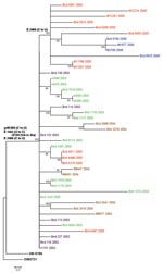 Thumbnail of Phylogenetic tree generated by maximum likelihood analysis of a nucleotide alignment of the premembrane and E protein genes (2004 nucleotides) of previous and newly sequenced West Nile virus (WNV) isolates collected in the Houston metropolitan area from 2002 to 2006. The tree was rooted with the most closely related Old World WNV strain, Israel-1998. Maximum likelihood analysis was used to generate trees using PAUP (Version 4.0b11, Sinauer Associates, Sunderland, MA, USA) under the general time-reversible model and a γ distribution of substitution rates with statistical support and tree topology confirmation provided by 1,000 bootstrap replicates (bootstrap values shown at each node). Parsimony informative nucleotide mutations and deduced amino acid substitutions responsible for the observed clade topologies were added to the tree at relevant nodes. The year of isolation is color coded for each isolate on the tree (2002, purple; 2003, green; 2004, brown; 2005, red; 2006, blue), and the scale bar represents 0.5 nt changes.
