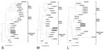 Thumbnail of Phylogenetic relationships of the S (small), M (medium), and L (large) RNA segments of Rift Valley fever viruses. Strains isolated in Mauritania (gray shading) are designated H1MAU03 and H2MAU03, according to previous abbreviation guidelines (24). Nucleotide sequences of these segments (S, M, and L) have been submitted to GenBank with the following accession nos., respectively: EF160113, EF160116, and EF160117 for H1MAU03; EF160114, EF160115, and EF160118 for H2MAU03. Branch lengths