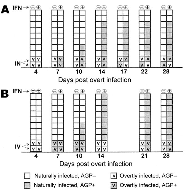 Seroconversion in specific-pathogen-free white leghorns after infection with influenza A/CK/CT/72/2003 (H7N2) as measured by agar gel precipitin (AGP) tests for avian influenza virus nucleoprotein and M1 antigens. Each box represents 1 chicken; (–), water; (+), water plus recombinant chicken interferon-α at 2,000 U/mL. IFN, interferon; IN, intranasal; IV, intravenous. A and B are independent trials. Serum samples were obtained at the times indicated on days post infection for overtly infected birds.