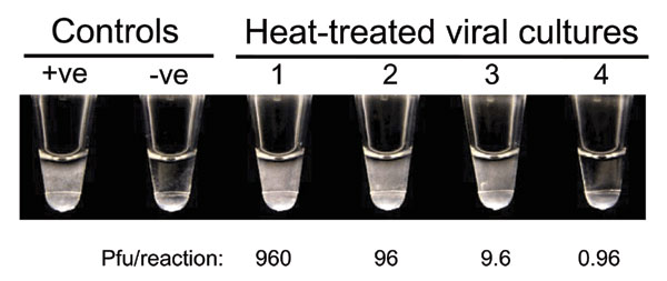 Visual inspection of the positivity of LAMPreactions. Heated, treated viral culture was serially diluted and tested by the LAMP assay. Reactions were visually inspected after the incubation. Positive reactions would produce large amounts of white magnesium pyrophosphate precipitate, thereby increasing the turbidity of these reactions (+ve control and samples 1 to 3). By contrast, negative reactions (-ve control and sample 4) remained transparent after the incubation. The amount of pfu used in th
