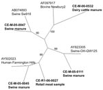 Thumbnail of Unrooted neighbor-joining phylogenetic tree of representative noroviral strains and reference strains based on 172 bp of the RNA-dependent RNA polymerase region. GenBank accession nos. are indicated for the 5 reference strains (plain type), and the C-EnterNet sample codes are indicated for the representative strains identified in this study (boldface type). Bootstrap values are shown as percentages along the central branches